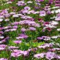 Osteospermum Ecklonis, African Daisy Seed 2000 PCS, Nanfei Wanshou Ju