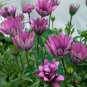 Osteospermum Ecklonis, African Daisy Seed 2000 PCS, Nanfei Wanshou Ju