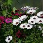 Osteospermum Ecklonis, African Daisy Seed 2000 PCS, Nanfei Wanshou Ju