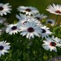 Osteospermum Ecklonis, African Daisy Seed 2000 PCS, Nanfei Wanshou Ju