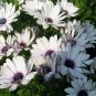 Osteospermum Ecklonis, African Daisy Seed 2000 PCS, Nanfei Wanshou Ju