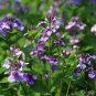 Orychophragmus Violaceus, Violet Orychophragmus Seed 3000 PCS, Er Yue Lan