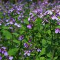 Orychophragmus Violaceus, Violet Orychophragmus Seed 3000 PCS, Er Yue Lan