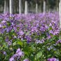 Orychophragmus Violaceus, Violet Orychophragmus Seed 3000 PCS, Er Yue Lan