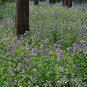 Orychophragmus Violaceus, Violet Orychophragmus Seed 3000 PCS, Er Yue Lan