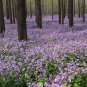 Orychophragmus Violaceus, Violet Orychophragmus Seed 3000 PCS, Er Yue Lan