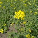 Oilseed Rape, Brassica Napus Seed 5000 PCS, Rapaseed Youcai