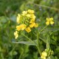 Oilseed Rape, Brassica Napus Seed 5000 PCS, Rapaseed Youcai