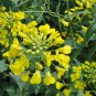 Oilseed Rape, Brassica Napus Seed 5000 PCS, Rapaseed Youcai