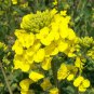 Oilseed Rape, Brassica Napus Seed 5000 PCS, Rapaseed Youcai