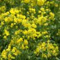 Oilseed Rape, Brassica Napus Seed 5000 PCS, Rapaseed Youcai