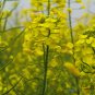 Oilseed Rape, Brassica Napus Seed 5000 PCS, Rapaseed Youcai