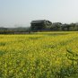 Oilseed Rape, Brassica Napus Seed 5000 PCS, Rapaseed Youcai
