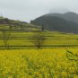 Oilseed Rape, Brassica Napus Seed 5000 PCS, Rapaseed Youcai