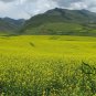 Oilseed Rape, Brassica Napus Seed 5000 PCS, Rapaseed Youcai