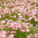 Oenothera Biennis, Evening Primrose Seed 3000 PCS, Evening Star Yue Jian Cao