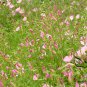 Oenothera Biennis, Evening Primrose Seed 3000 PCS, Evening Star Yue Jian Cao