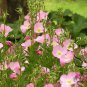 Oenothera Biennis, Evening Primrose Seed 3000 PCS, Evening Star Yue Jian Cao