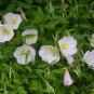 Oenothera Biennis, Evening Primrose Seed 3000 PCS, Evening Star Yue Jian Cao