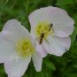 Oenothera Biennis, Evening Primrose Seed 3000 PCS, Evening Star Yue Jian Cao