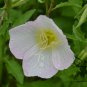 Oenothera Biennis, Evening Primrose Seed 3000 PCS, Evening Star Yue Jian Cao