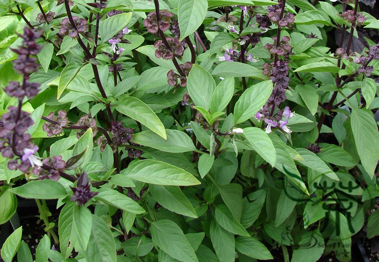 Ocimum Basilicum, Great Basil Seed 3000 PCS, Aroma Basil Tian Xiang Luole