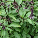 Ocimum Basilicum, Great Basil Seed 3000 PCS, Aroma Basil Tian Xiang Luole