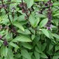 Ocimum Basilicum, Great Basil Seed 3000 PCS, Aroma Basil Tian Xiang Luole