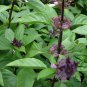 Ocimum Basilicum, Great Basil Seed 3000 PCS, Aroma Basil Tian Xiang Luole