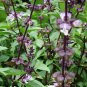 Ocimum Basilicum, Great Basil Seed 3000 PCS, Aroma Basil Tian Xiang Luole