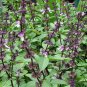 Ocimum Basilicum, Great Basil Seed 3000 PCS, Aroma Basil Tian Xiang Luole