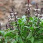 Ocimum Basilicum, Great Basil Seed 3000 PCS, Aroma Basil Tian Xiang Luole