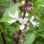 Ocimum Basilicum, Great Basil Seed 3000 PCS, Aroma Basil Tian Xiang Luole