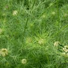 Nigella Damascena, Ragged Lady Seed 2000 PCS, Love-in-a-mist Hei Zhong Cao