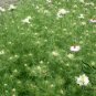 Nigella Damascena, Ragged Lady Seed 2000 PCS, Love-in-a-mist Hei Zhong Cao