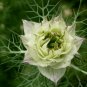 Nigella Damascena, Ragged Lady Seed 2000 PCS, Love-in-a-mist Hei Zhong Cao