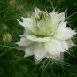 Nigella Damascena, Ragged Lady Seed 2000 PCS, Love-in-a-mist Hei Zhong Cao