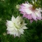 Nigella Damascena, Ragged Lady Seed 2000 PCS, Love-in-a-mist Hei Zhong Cao
