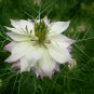 Nigella Damascena, Ragged Lady Seed 2000 PCS, Love-in-a-mist Hei Zhong Cao