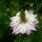 Nigella Damascena, Ragged Lady Seed 2000 PCS, Love-in-a-mist Hei Zhong Cao