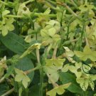 Nicotiana Alata, Winged Tobacco Seed 3000 PCS, Tanbaku Hua Yancao