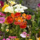 Nemesia Strumosa, Balsa Mienie Seed 2000 PCS, Long Mian Hua