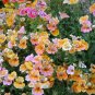 Nemesia Strumosa, Balsa Mienie Seed 2000 PCS, Long Mian Hua