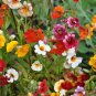 Nemesia Strumosa, Balsa Mienie Seed 2000 PCS, Long Mian Hua