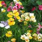 Nemesia Strumosa, Balsa Mienie Seed 2000 PCS, Long Mian Hua