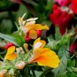 Nemesia Strumosa, Balsa Mienie Seed 2000 PCS, Long Mian Hua