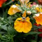 Nemesia Strumosa, Balsa Mienie Seed 2000 PCS, Long Mian Hua