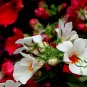 Nemesia Strumosa, Balsa Mienie Seed 2000 PCS, Long Mian Hua