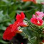 Nemesia Strumosa, Balsa Mienie Seed 2000 PCS, Long Mian Hua