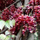 Mucuna Birdwoodiana, Common Mucuna Seed 30 PCS, He Que Hua